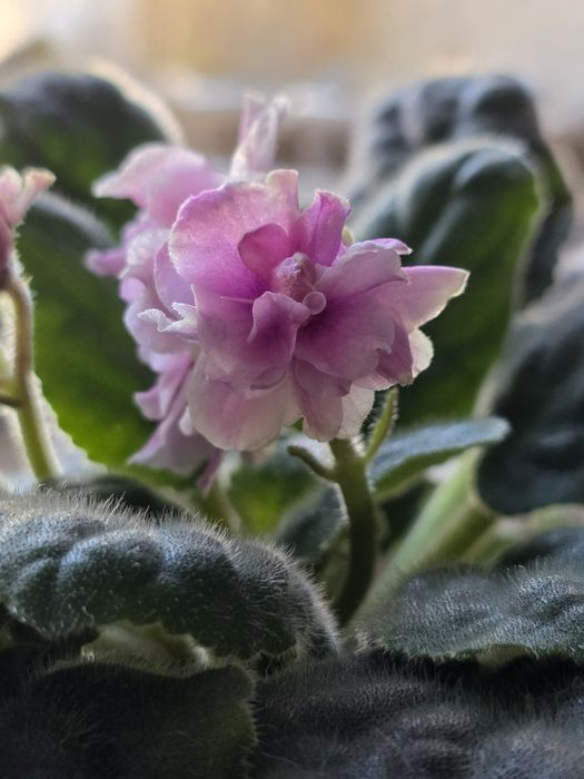 Фиалка. Комнатные растения. Цветы.