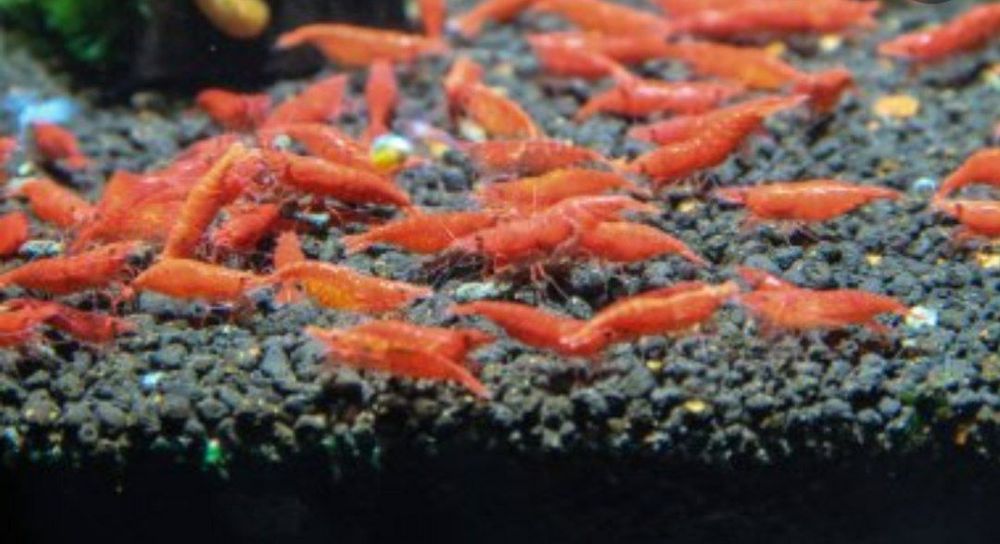 Продаю креветки вишня красный