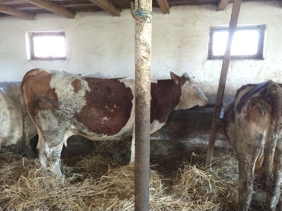 Vând  doua vaci de ținut