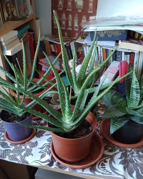 Diverse plante Wellness