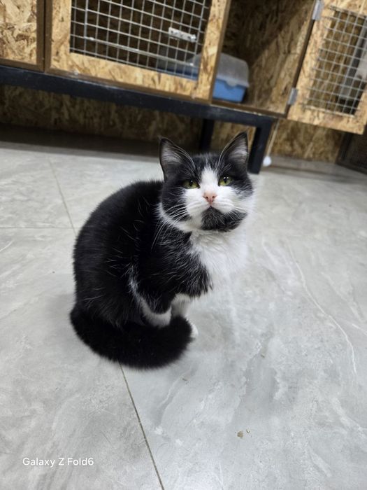 Коты и кошки ищут дом!