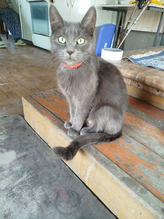 Продам котят смесь британцев