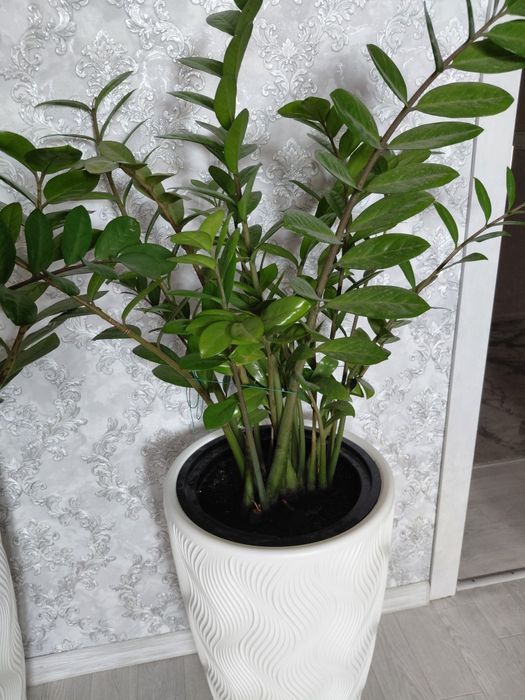 Продам замиокулькас