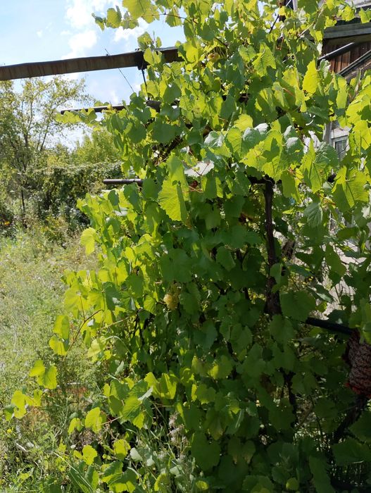 дача Сад Металлург 6 сот