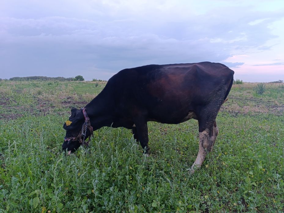 Vând vaca gestanta