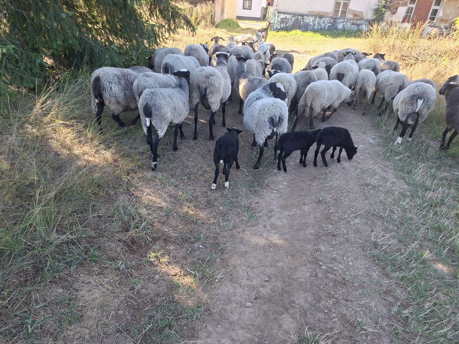 Vănd 10 oi Romanov și un berbec de doi ani.