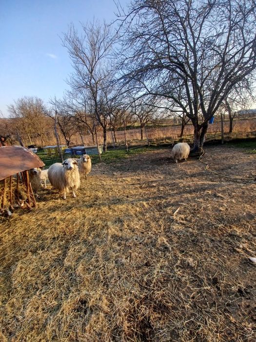 Oi cu miei de vânzare