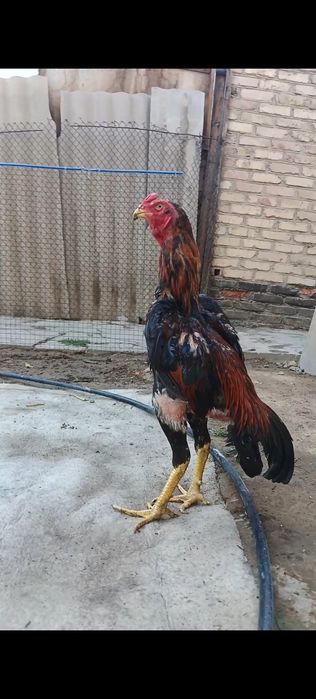 Дакан петух китайц