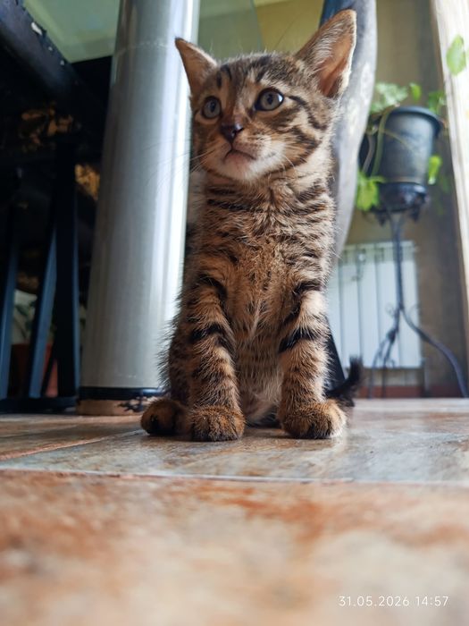 Котята бесплатно. Марғаулар тегін.