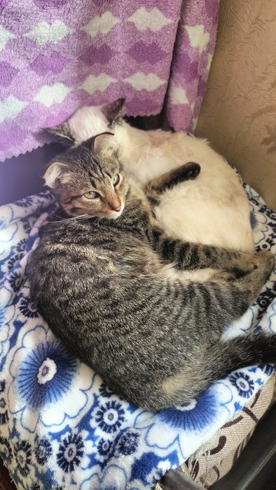 Отдам котенка мальчик