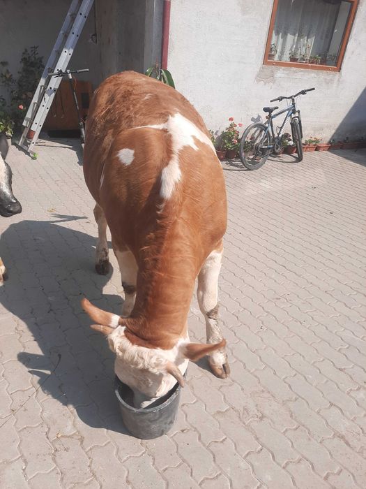 Vitea de vânzare