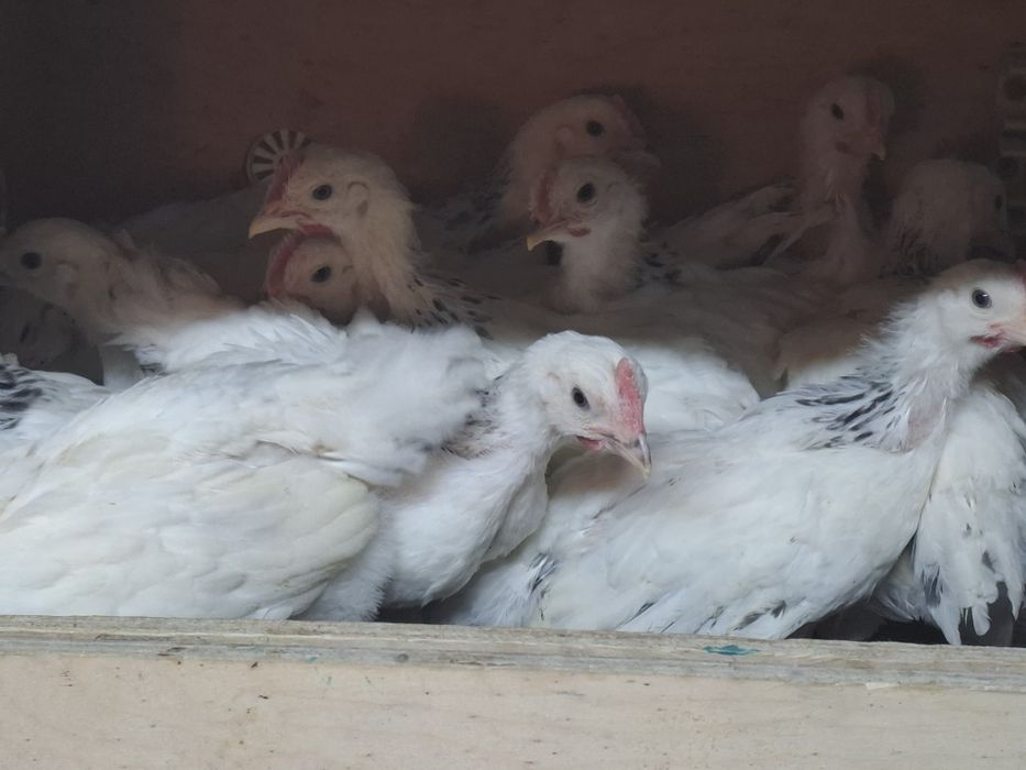 Петушки Адлерская Серебристая