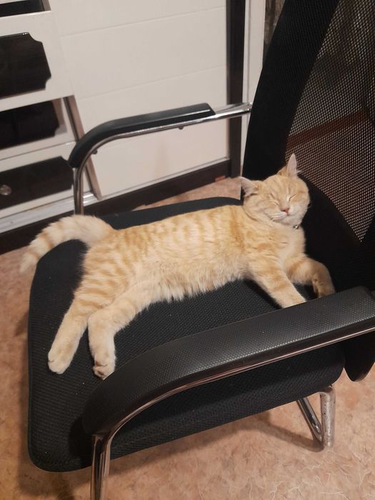 Пропал рыжий кот