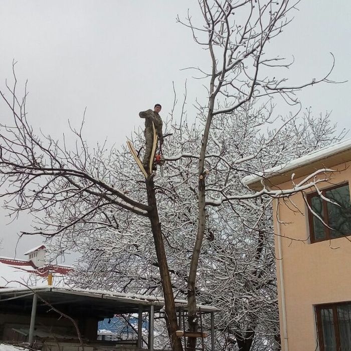 Спил деревьев от 5000 тг