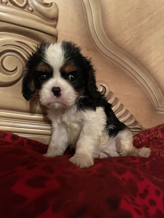 Кавалер кинг чарльз спаниель