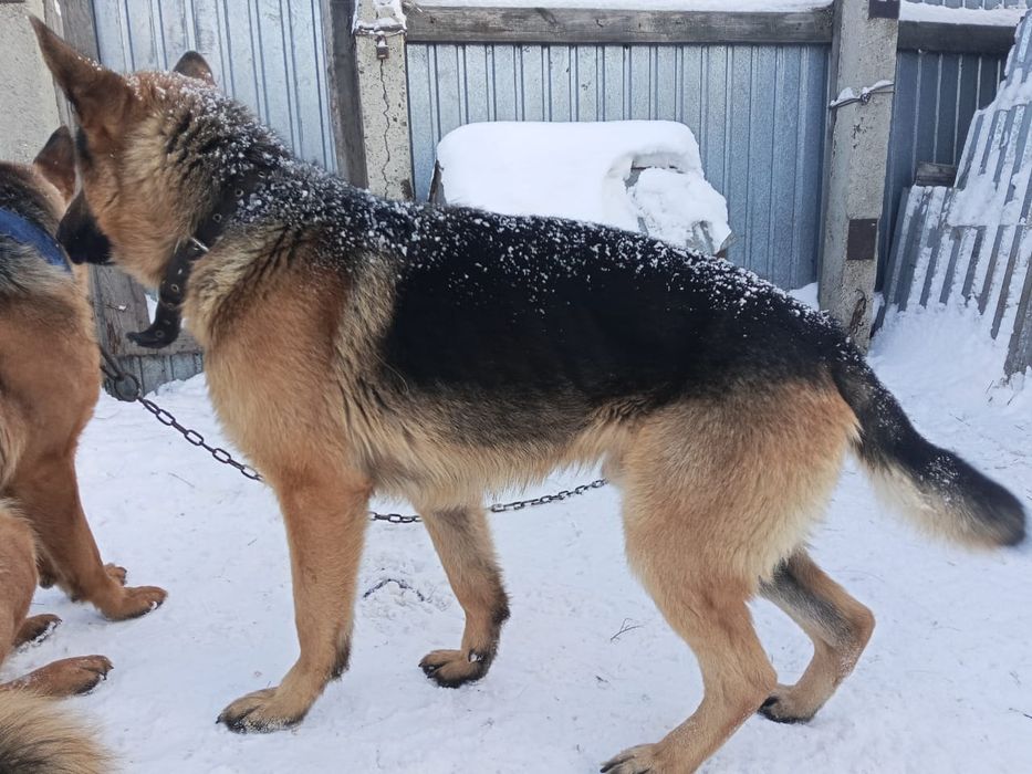 Продам немецкую овчарку (кабель)