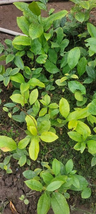 Лимон ташкенский Мейр