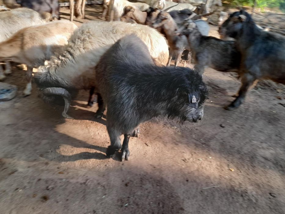 Berbeci si Tapi de vanzare