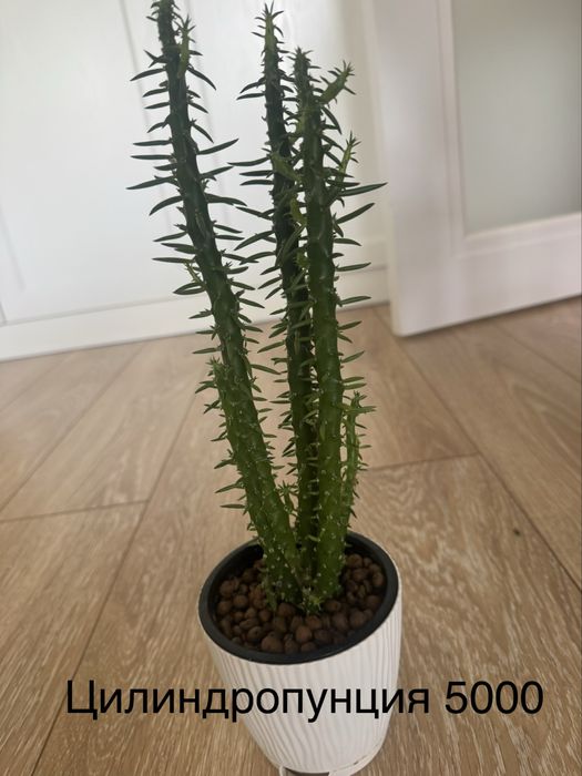 Комнатные цветы очень ухоженные