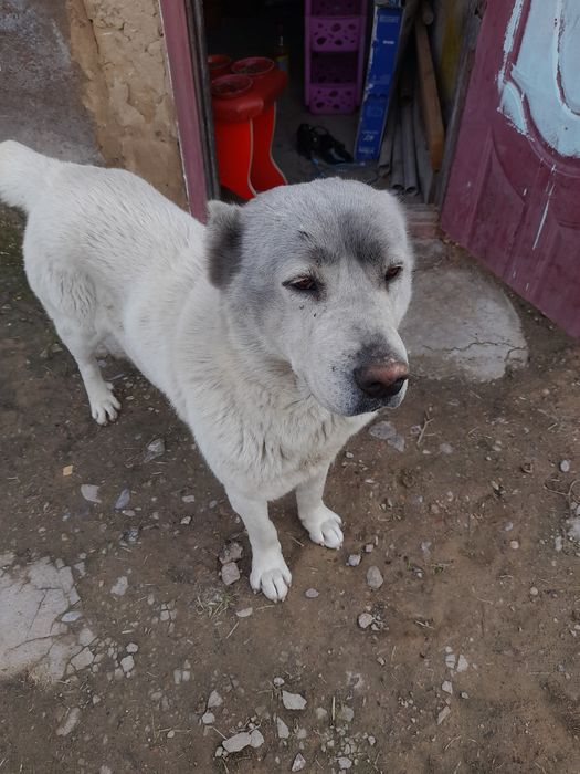 Ит Алабай 8айлық