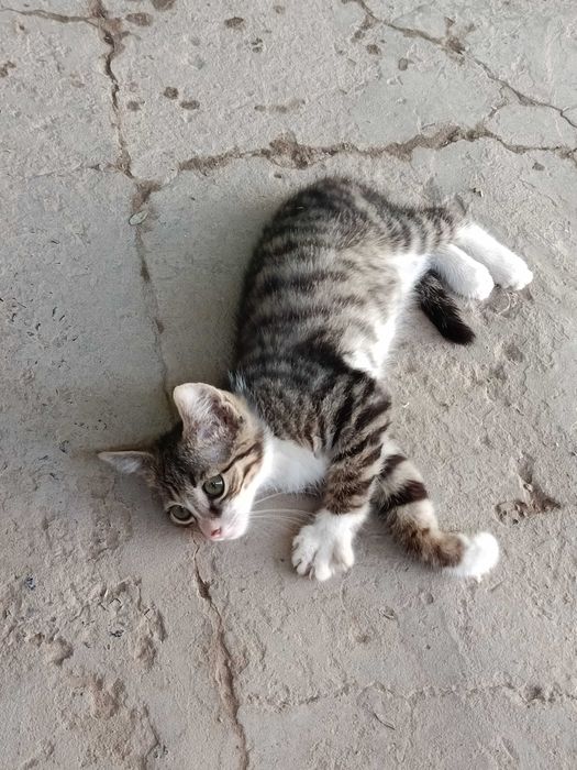 Мысык, Котёнок мальчик 3 месяца