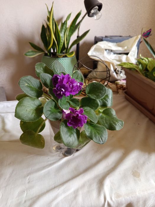 Фиалка сортовая,