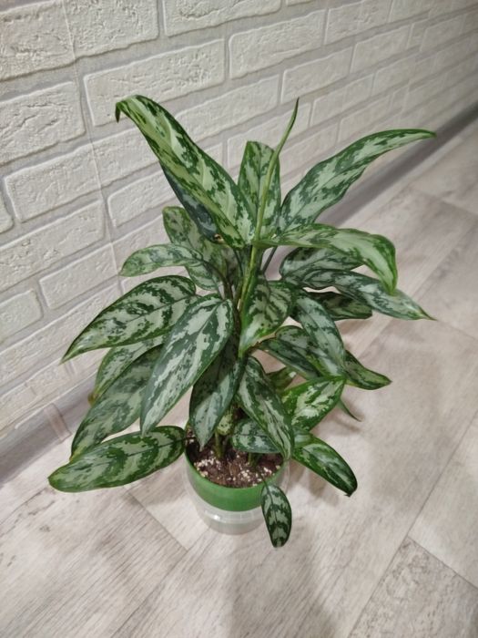 Продам цветок Аглонема