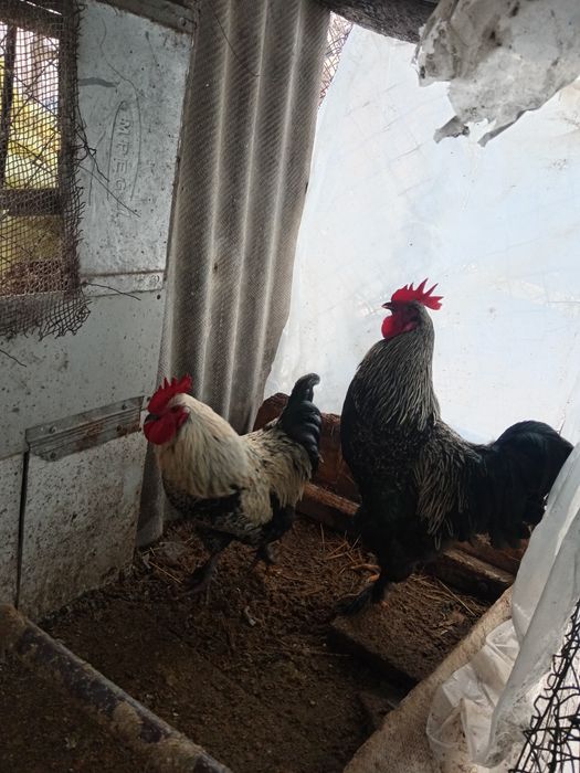 Хуроз обмен товукга