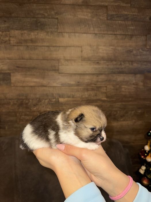 Продавам мъжки померан