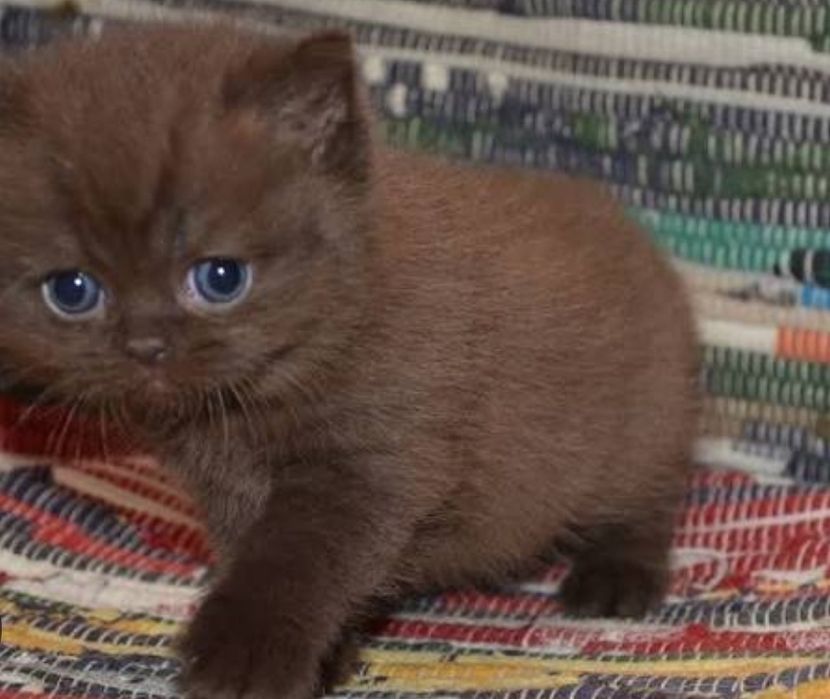 Шикарные котята 1.5 мес в редких окрасах