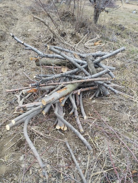 Ўтин сотилади(гилос олма янги кесилган)