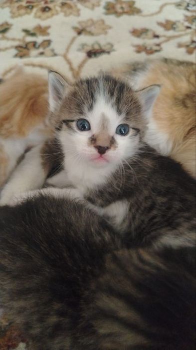 Котята слишком милые!