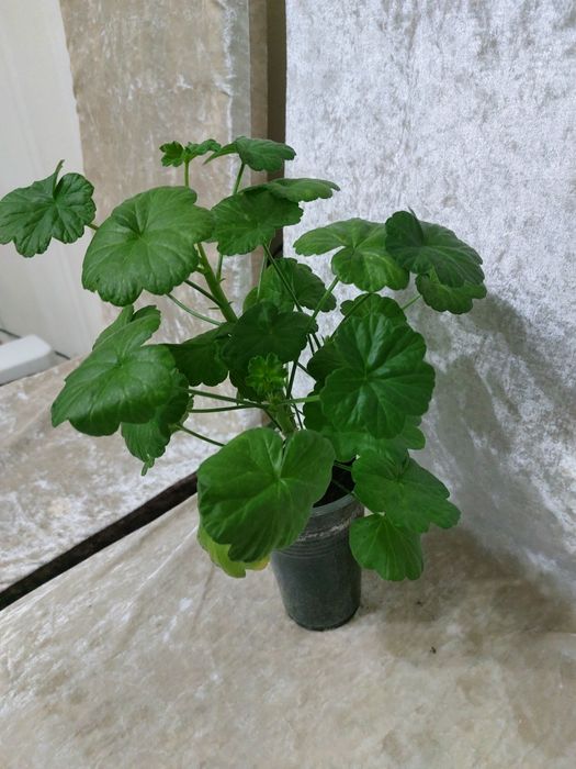 Комнатные растения