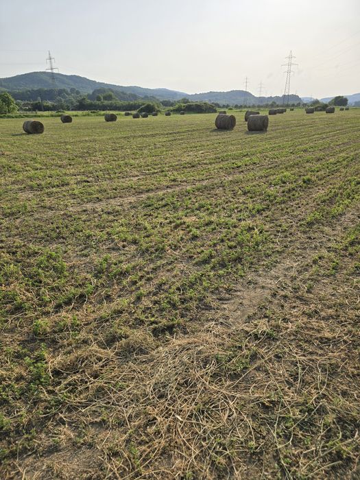 Baloți lucernă rotunzi