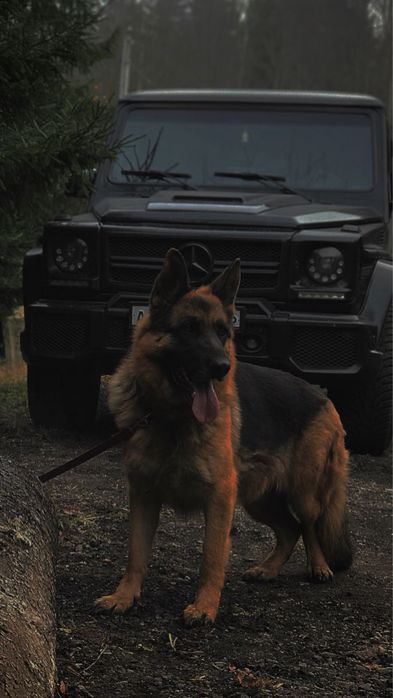 Собачник группаа