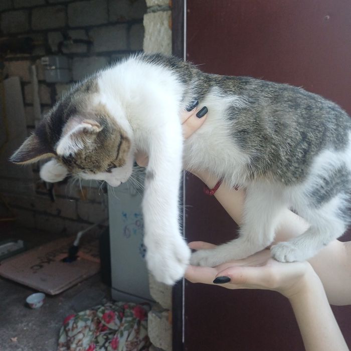 Отдам в добрые руки котёнка, мальчик.