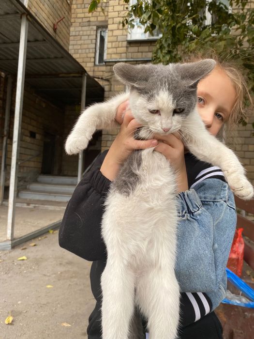 Котенок ищет дом