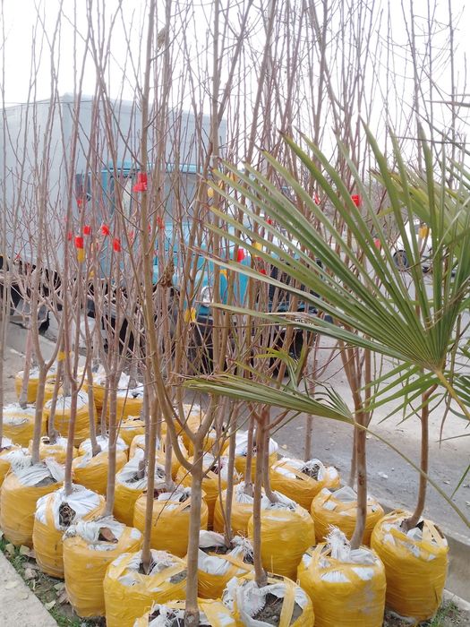 Sutuvda mevali kòchatlar bor