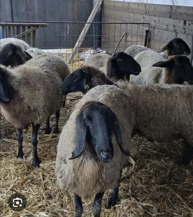 Vând oi carabașe și miei