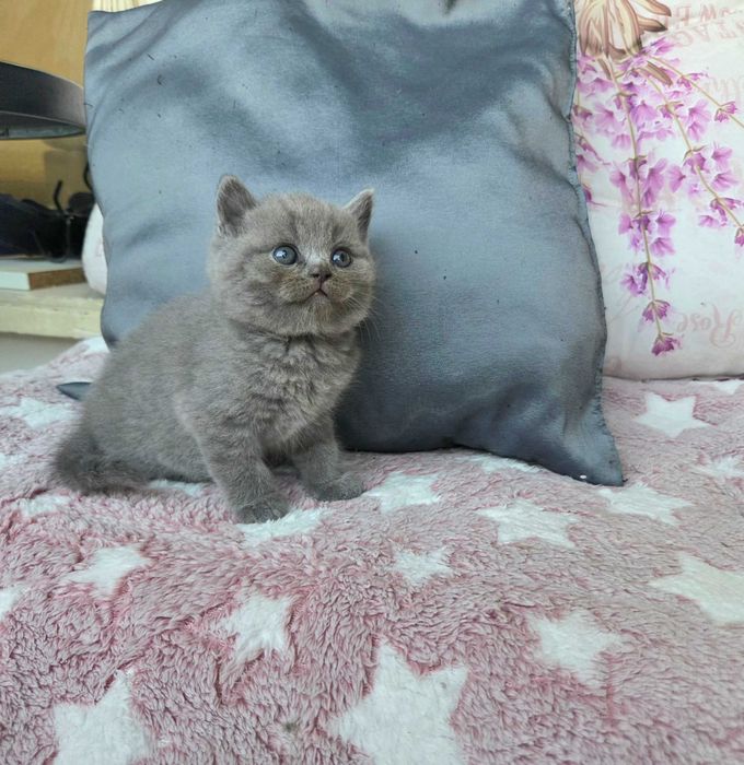 Продавам британски котета