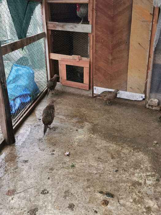 Fazani maturi și pui de fazan de vânzare