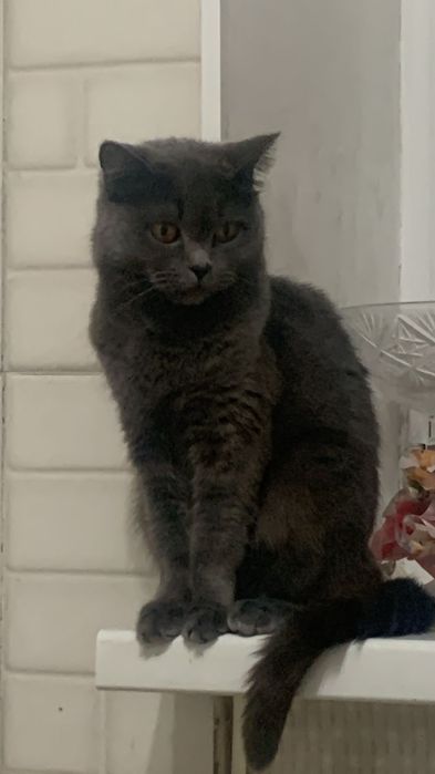 Отдам в добрые руки