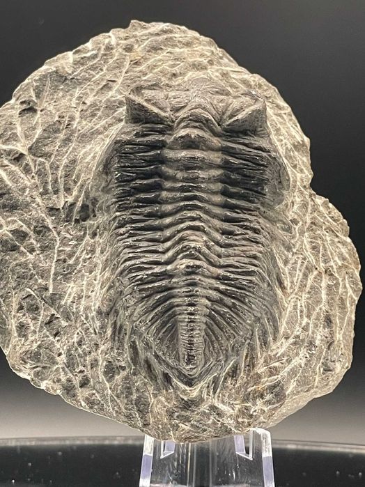 Tрилобит Coltraneia, автентичен фосил