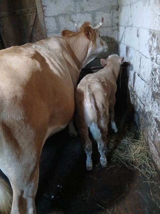 Vând vaca cu vițea