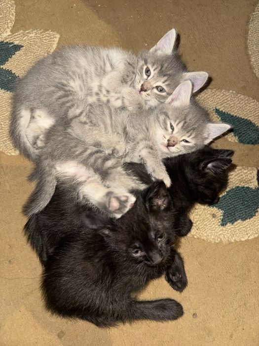 Котята, все мальчики