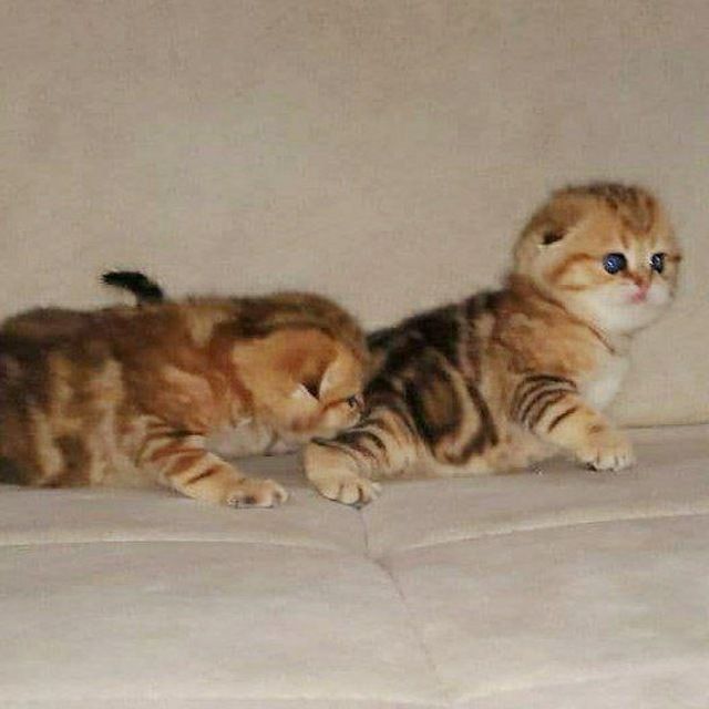 Шикарные малыши от правильной вязки