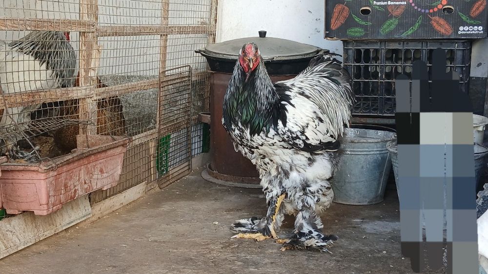 Brama tochkaliklar sptuvda