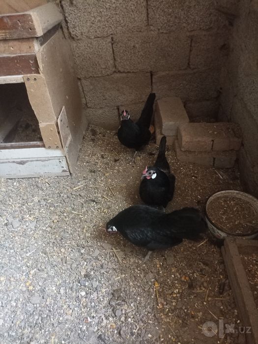 Bantam sotiladi      .