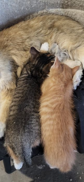 Котята 2 мес. Мальчик девочка