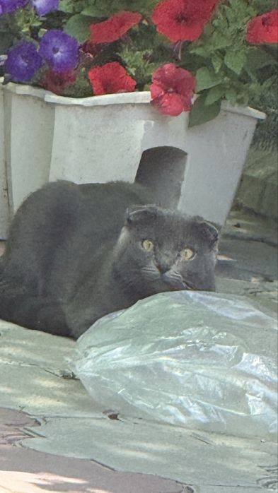 Шотландская кошка